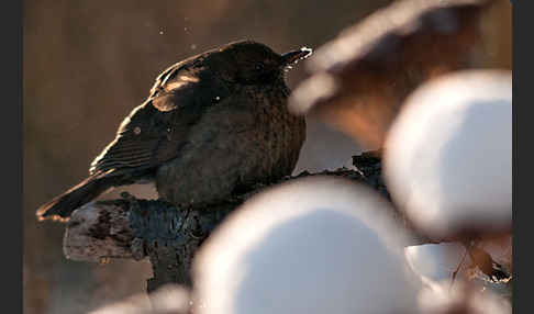 Amsel (Turdus merula)