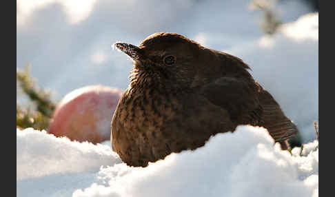 Amsel (Turdus merula)