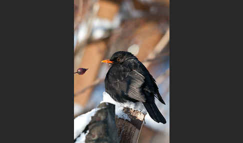 Amsel (Turdus merula)