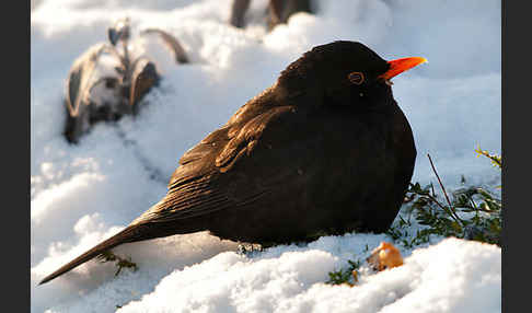 Amsel (Turdus merula)