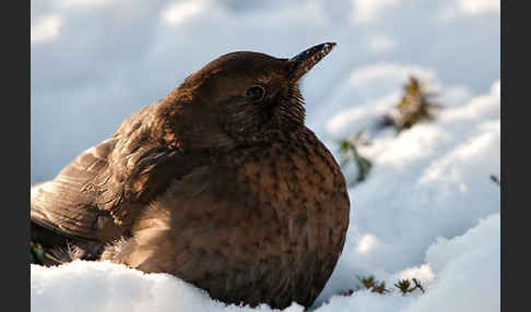 Amsel (Turdus merula)