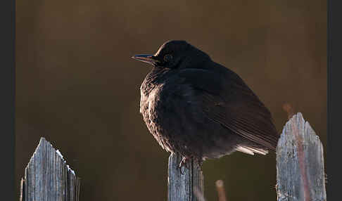 Amsel (Turdus merula)