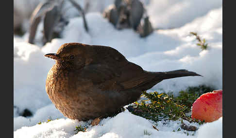 Amsel (Turdus merula)