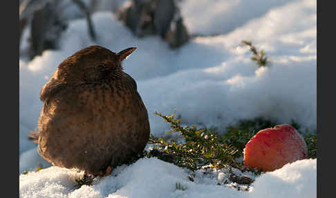 Amsel (Turdus merula)