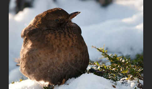 Amsel (Turdus merula)