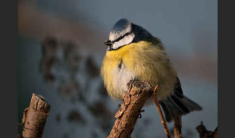 Blaumeise (Parus caeruleus)