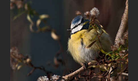 Blaumeise (Parus caeruleus)