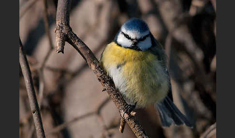 Blaumeise (Parus caeruleus)