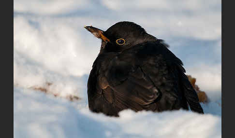 Amsel (Turdus merula)