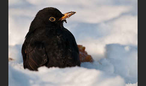 Amsel (Turdus merula)