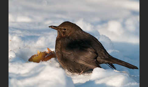 Amsel (Turdus merula)