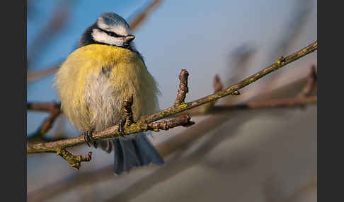 Blaumeise (Parus caeruleus)