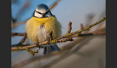 Blaumeise (Parus caeruleus)