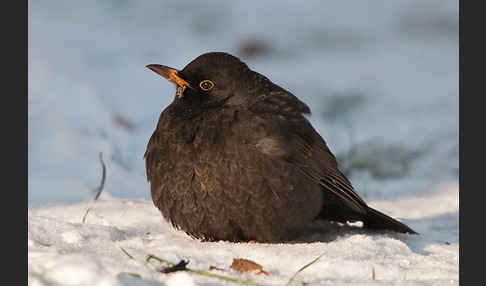 Amsel (Turdus merula)