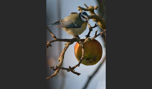 Blaumeise (Parus caeruleus)