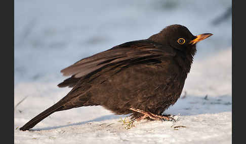 Amsel (Turdus merula)