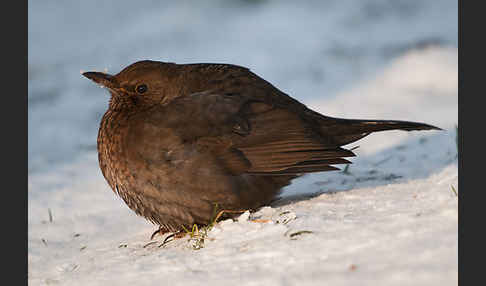 Amsel (Turdus merula)