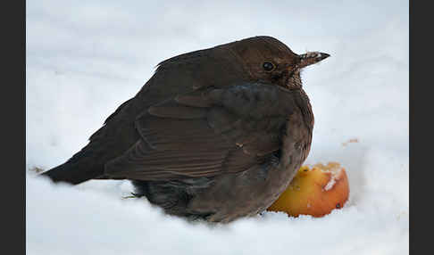 Amsel (Turdus merula)