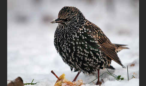 Star (Sturnus vulgaris)