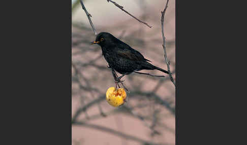 Amsel (Turdus merula)