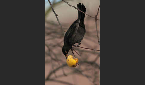 Amsel (Turdus merula)