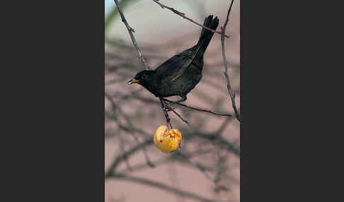 Amsel (Turdus merula)