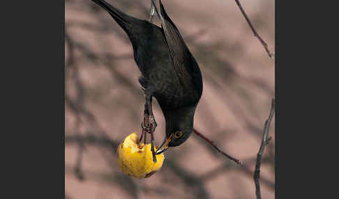 Amsel (Turdus merula)