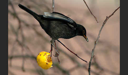 Amsel (Turdus merula)