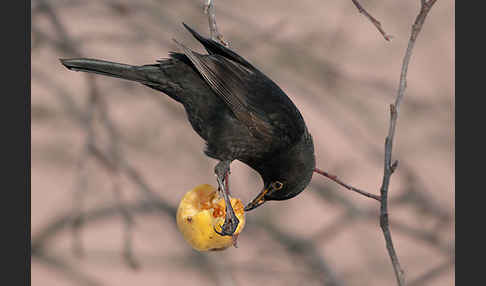 Amsel (Turdus merula)