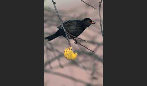 Amsel (Turdus merula)