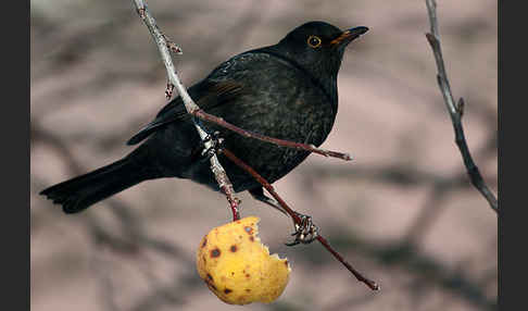 Amsel (Turdus merula)