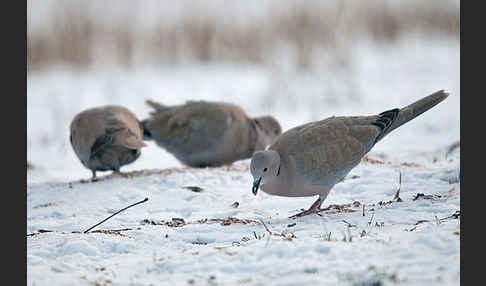 Türkentaube (Streptopelia decaocto)