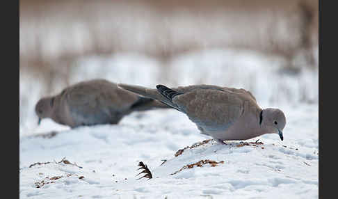 Türkentaube (Streptopelia decaocto)