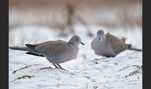 Türkentaube (Streptopelia decaocto)