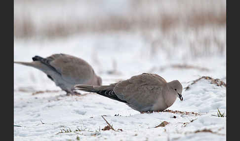 Türkentaube (Streptopelia decaocto)