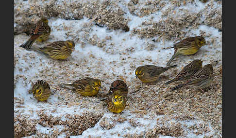 Goldammer (Emberiza citrinella)