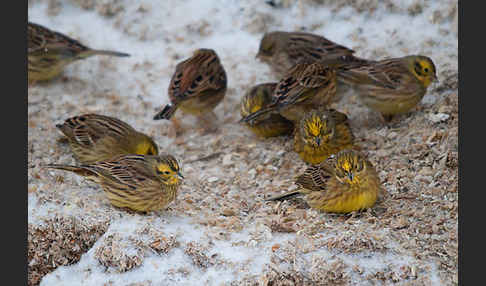 Goldammer (Emberiza citrinella)