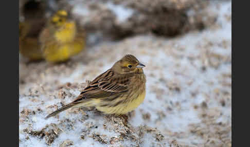 Goldammer (Emberiza citrinella)