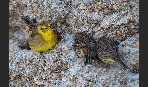 Goldammer (Emberiza citrinella)