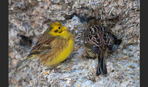 Goldammer (Emberiza citrinella)