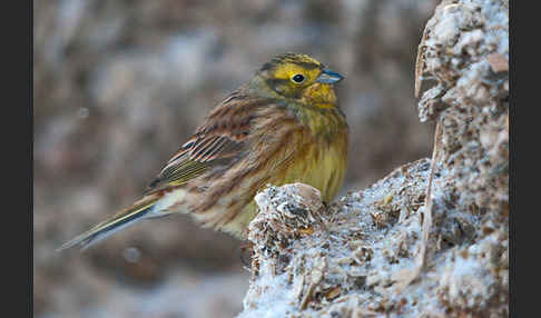 Goldammer (Emberiza citrinella)