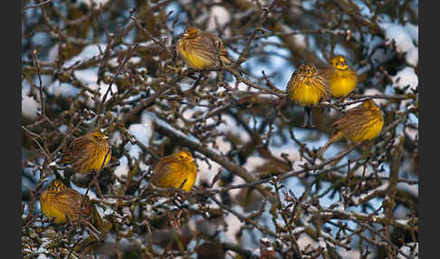 Goldammer (Emberiza citrinella)