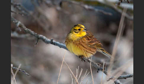 Goldammer (Emberiza citrinella)