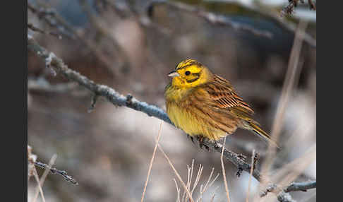 Goldammer (Emberiza citrinella)