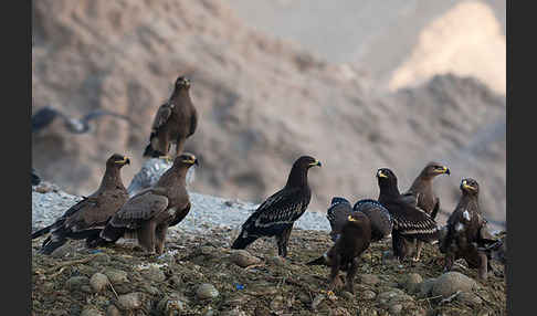 Steppenadler (Aquila nipalensis)