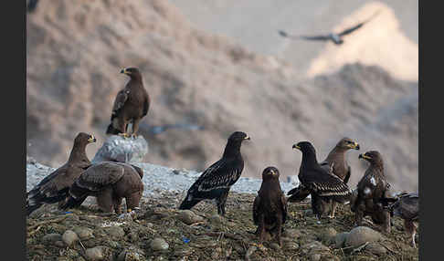 Steppenadler (Aquila nipalensis)