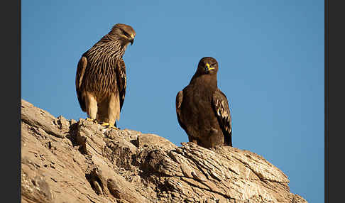 Kaiseradler (Aquila heliaca)