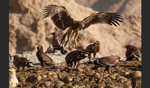 Kaiseradler (Aquila heliaca)