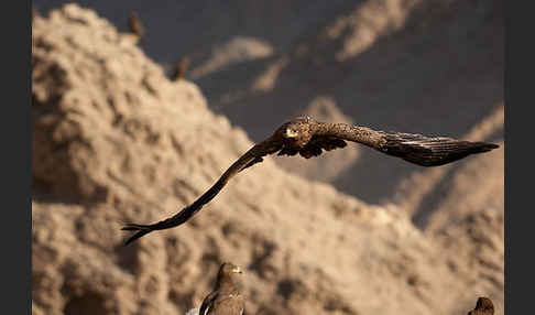 Steppenadler (Aquila nipalensis)