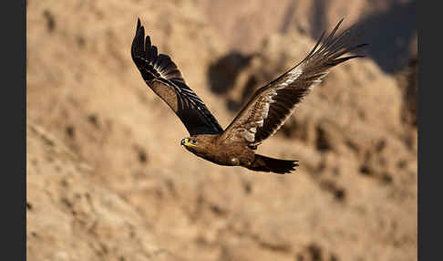 Steppenadler (Aquila nipalensis)